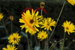 Gelbe Blumen Pflanzen blühen in einem Park