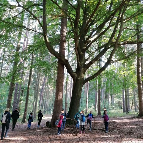 Eine Gruppe Kinder läuft durch den Wald