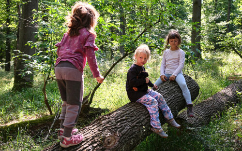 Drei Mädchen klettern und sitzen auf Baumstämmen im Wald.