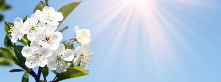 AdobeStock; BaumBlüte in der Sonne