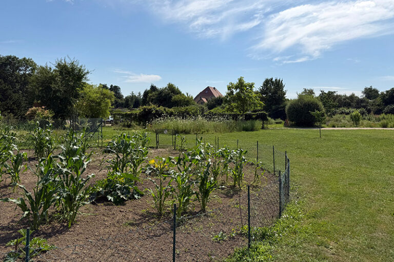 Sommertour der AWO-Präseident*innen: Besuch des Ökologischen Schulorts Wismar
